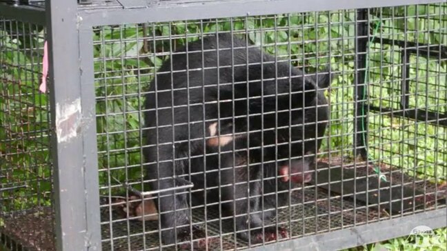 ニワトリを襲ったクマと同じ個体か フンから『羽のようなもの』 青森県黒石市の養鶏場から2km離れた場所でクマ1頭を捕獲 養鶏場では7月にニワトリ45羽がクマに襲われたとみられる被害発生|TBS NEWS DIG