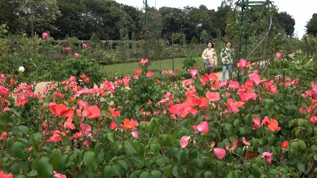 「河津バガテル公園」赤字で民間の指定業者は来春"撤退へ" 新町長は3つの選択肢を検討=静岡・河津町|TBS NEWS DIG