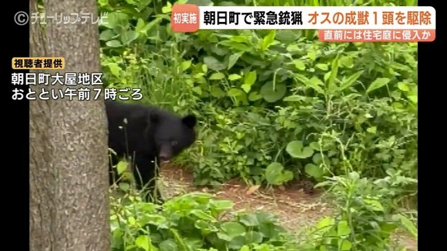 直前に住宅敷地への侵入か…町内で初の緊急銃猟、オスの成獣クマを駆除 「少しほっとした」の一方で課題も 富山・朝日町|TBS NEWS DIG