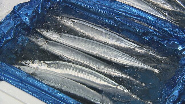 「近年になく身がふっくら」いわき市でサンマの競り　約10年ぶりの大きさと量　福島|TBS NEWS DIG