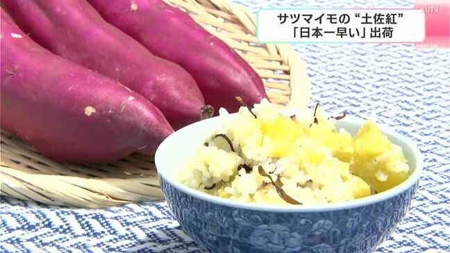 「日本一早い」秋の味覚出荷！温暖な気候いかしたサツマイモ“土佐紅”収穫始まる|TBS NEWS DIG
