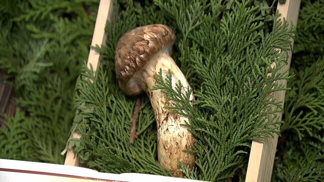 岡山県産の松茸「価格は1本約60グラムで4万3200円」デパートに初入荷|TBS NEWS DIG