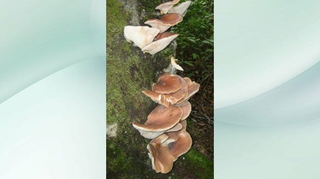 キノコをバター炒めにしたら…毒キノコで食中毒　男性2人が下痢や嘔吐　福島|TBS NEWS DIG