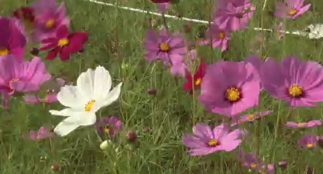 耕作放棄地に咲くコスモスが見ごろ迎える|TBS NEWS DIG