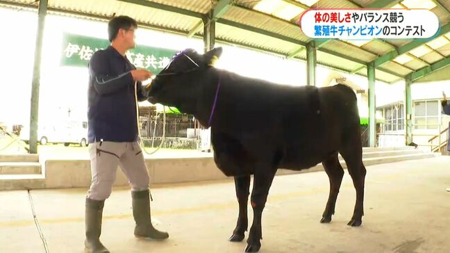 繁殖牛のチャンピオン決めるコンテスト エサ代高騰も…頑張れ「まつり号」 鹿児島県・伊佐市|TBS NEWS DIG