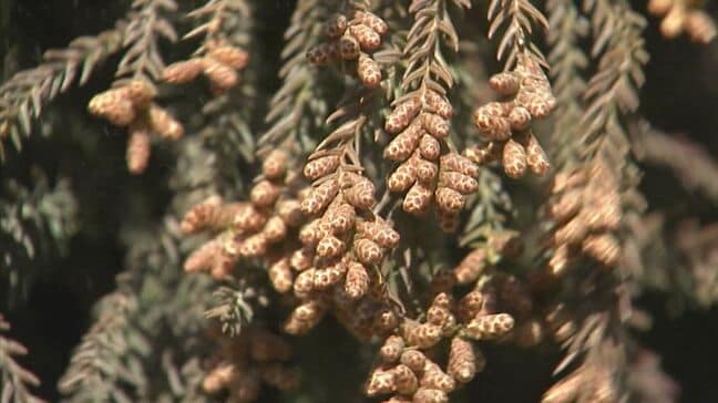 【花粉飛散予測】全国で激増の見込みで、衝撃の前年比6倍も　2月上旬飛散開始へ…耳鼻科医に聞いた今すぐ始めるべき「先手必勝」の鉄則とは|TBS NEWS DIG