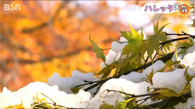 「最高です 紅葉と雪の白さと青空で」妙高の燕温泉に『冬の便り』も5日は最高気温20℃近く 朝晩は“放射冷却”でグッと冷え込む新潟県|TBS NEWS DIG