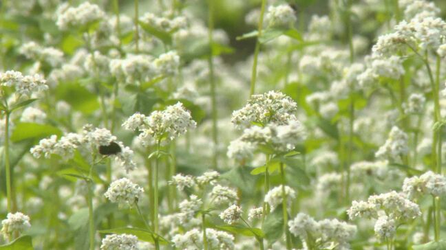 秋そばの花が見頃に 例年より生育早まる 大分・豊後高田市|TBS NEWS DIG