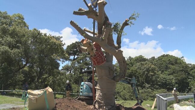台風6号で倒れた沖縄市のガジュマル　再生に向けて公園に一時移植|TBS NEWS DIG
