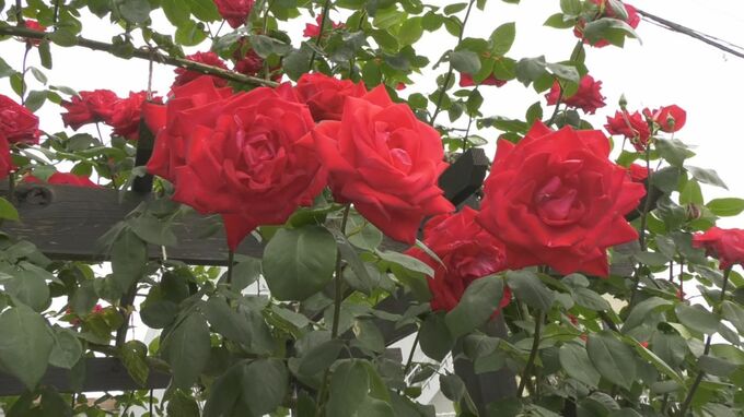 「秋のような（濃い）花色になっています」３０種類以上のバラ見ごろ　|　BSSニュース | BSS山陰放送