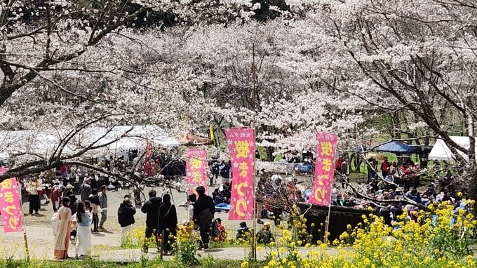 ３０００本の桜がほぼ満開　安岐ダム桜まつり　大分　|　大分のニュース｜OBS NEWS｜大分放送