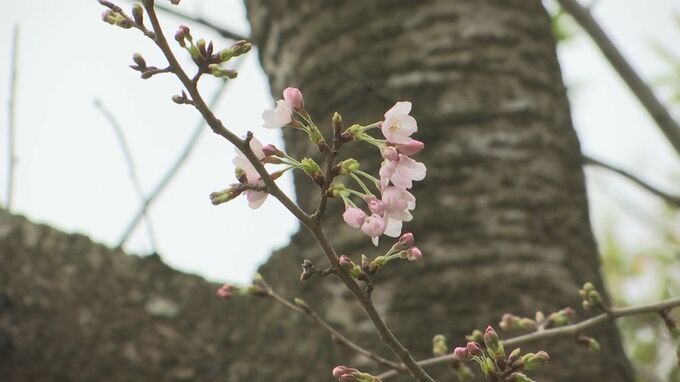 松江でサクラ開花　前年より8日遅く、平年より1日早い開花　|　BSSニュース | BSS山陰放送