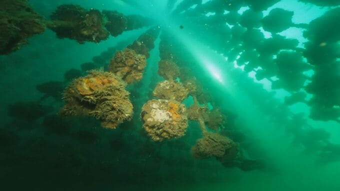 カキ大量死の未然防止を　猛暑で「警戒アラート」初めて発出　4海域で海水温が25度超　広島|TBS NEWS DIG