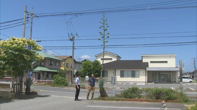 数十年に１度しか咲かない「リュウゼツラン」が開花しそう…竜の舌を思わせる「竜舌蘭」辰年に咲くか　|　BSSニュース | BSS山陰放送