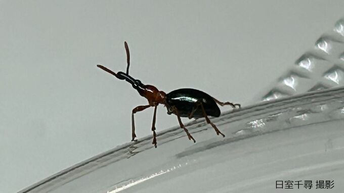 「死んだふりしている場合じゃない！」オスはメスのフェロモンで覚醒することを発見　甲虫「アリモドキゾウムシ」【琉球大学・岡山大学】|TBS NEWS DIG