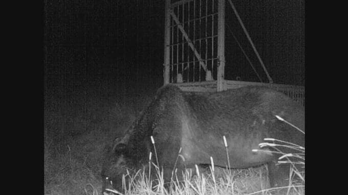 また大型のクマ「OSO（オソ）18」に襲われた乳牛か…背中の一部に食べられた痕、７月だけで６頭目の被害　北海道標茶町　|　北海道のニュース｜HBC北海道放送