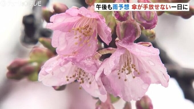 雨の中 カワヅザクラのピンクがきれい！富山県内は雨模様で肌寒い一日に|TBS NEWS DIG