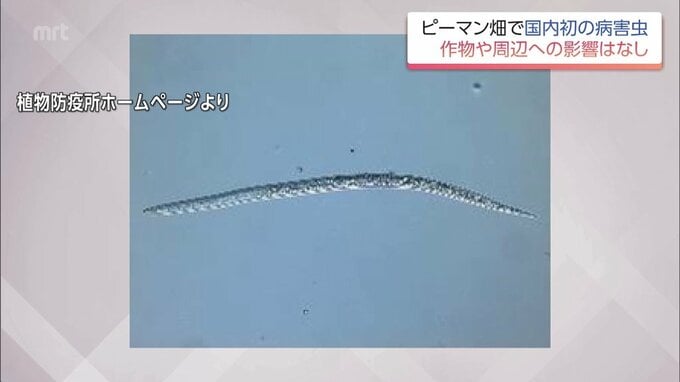 作物の根に寄生する病害虫「グアバネコブセンチュウ」　宮崎県西部のピーマン畑で国内初確認　|TBS NEWS DIG
