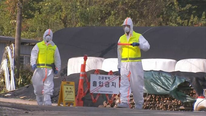 牛の伝染病「ランピースキン病」が韓国で相次ぎ発生　初確認の20日以降27件、韓国政府「今後3週間が重要」|TBS NEWS DIG
