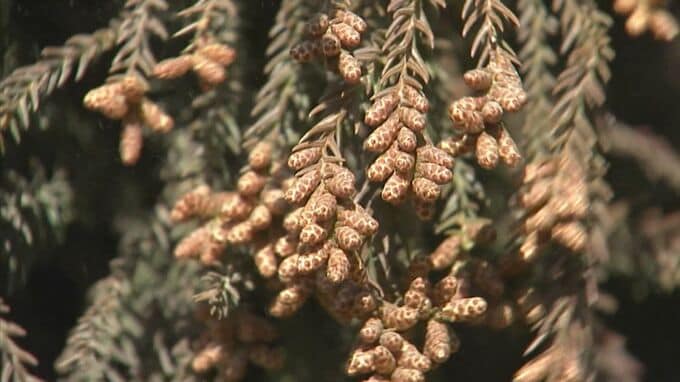【花粉飛散予測】全国で激増の見込みで、衝撃の前年比6倍も　2月上旬飛散開始へ…耳鼻科医に聞いた今すぐ始めるべき「先手必勝」の鉄則とは|TBS NEWS DIG