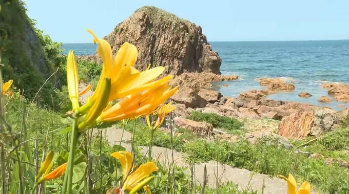 「崖っ淵に咲いていてきれい」景勝地・行合崎でニッコウキスゲが見頃に　青森県深浦町　|　青森のニュース│ATV NEWS│青森テレビ