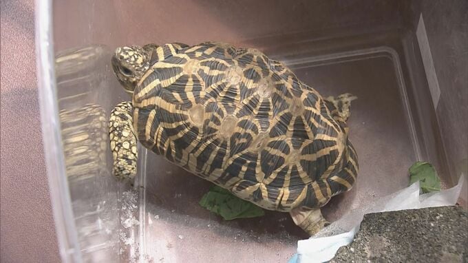 ｢カメを捕獲している｣ 住宅の駐車場で“インドホシガメ”とみられるカメが見つかる 体長は約20センチ 譲渡や販売には環境省の登録･許可が必要 岐阜･垂井町|TBS NEWS DIG
