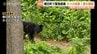直前に住宅敷地への侵入か…町内で初の緊急銃猟、オスの成獣クマを駆除　「少しほっとした」の一方で課題も　富山・朝日町　|　富山のニュース｜天気・防災｜チューリップテレビ