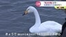 え？白鳥が歩いてる…「意味わからん…」“歩く白鳥”いったいどこへ何しに？　|　富山のニュース｜天気・防災｜チューリップテレビ