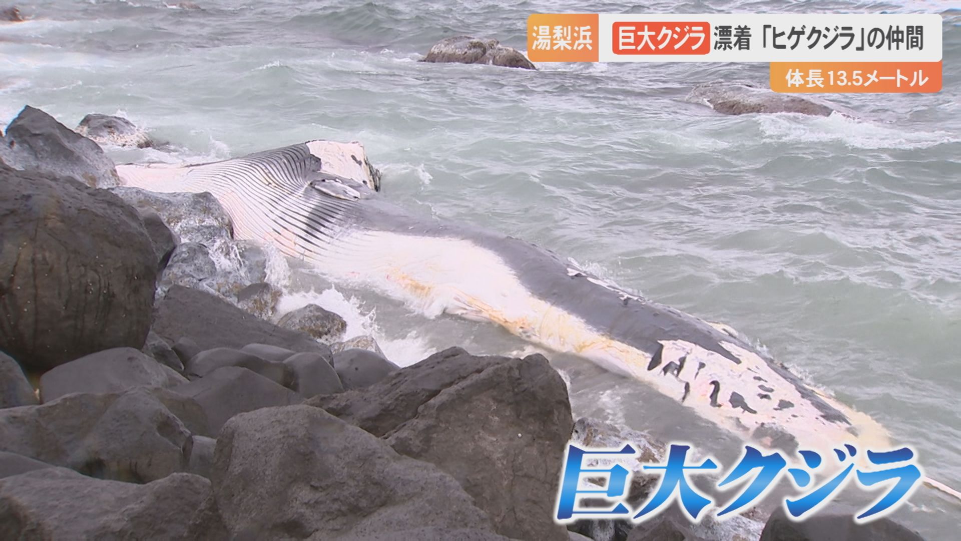 体長13.5メートルの巨大生物の死骸が漂着…「ヒゲクジラ」の仲間か なぜ 体長13.5メートルの巨大生物の死骸が漂着…「ヒゲクジラ」の仲間か なぜ