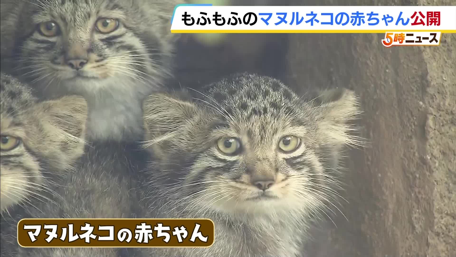 もふもふしていてかわいかった」マヌルネコの赤ちゃん一般公開はじまる