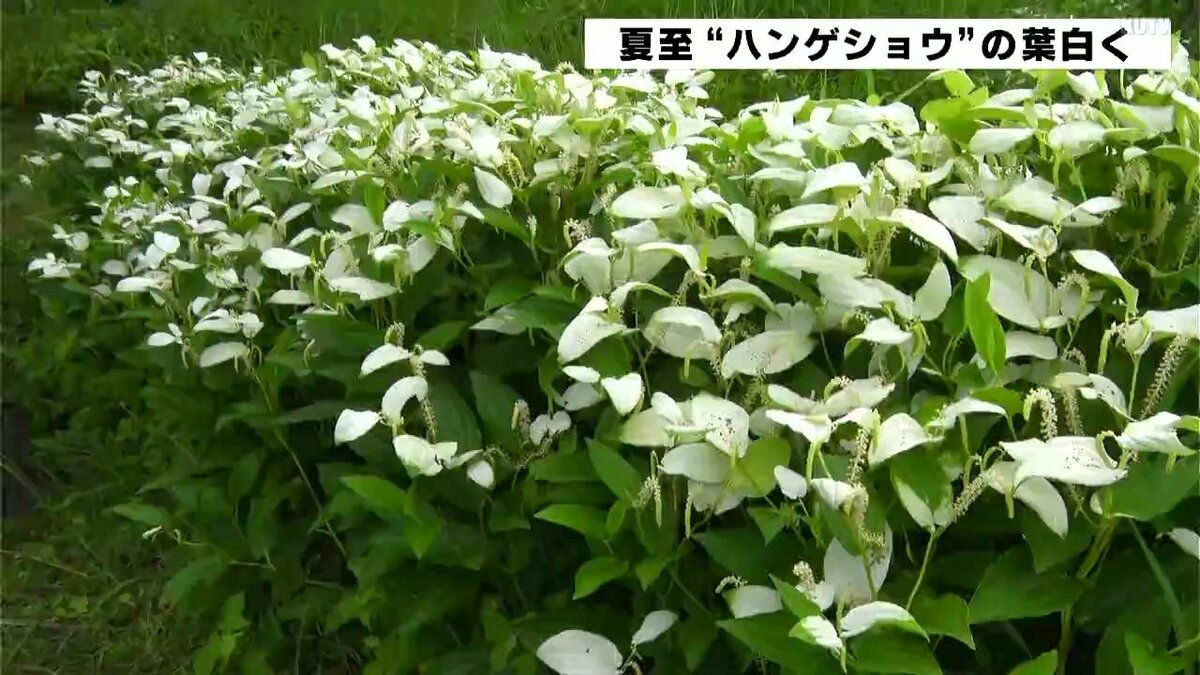 二十四節気「夏至」 ハンゲショウの葉が白く 高知・四万十市 | 高知の