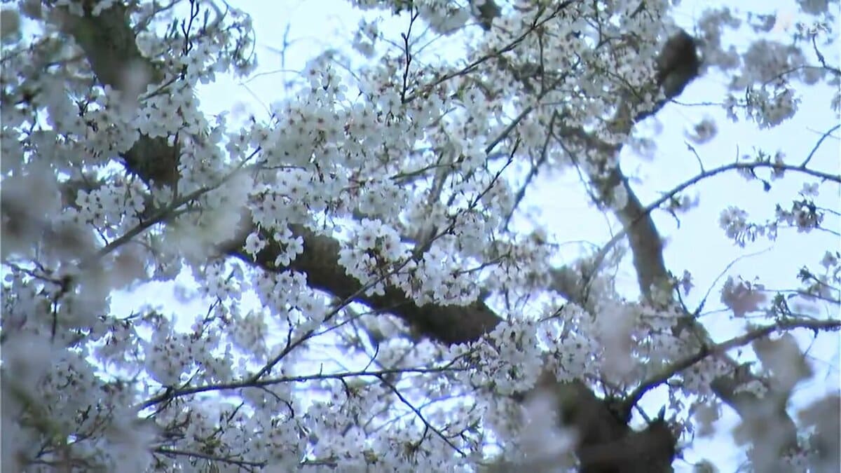 160種類1700本のサクラが園内に 夜8時までライトアップで夜桜も