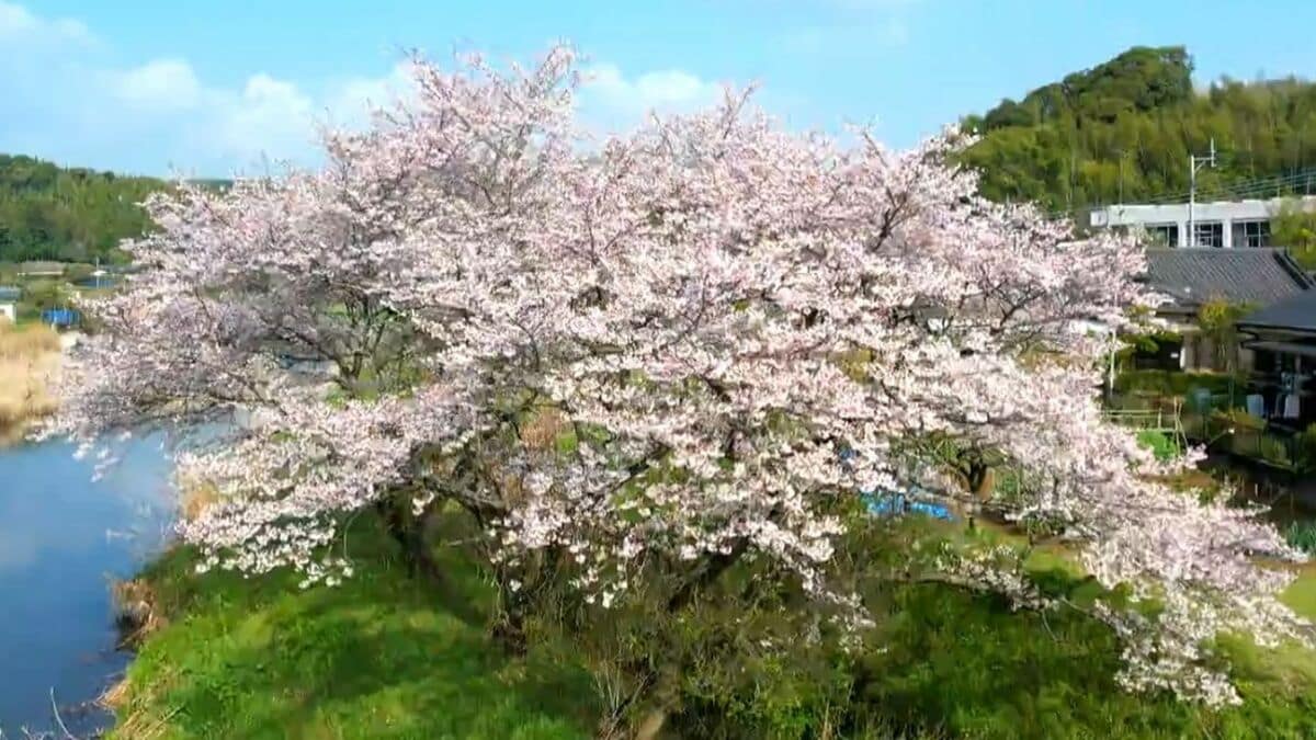 「亡き夫を思う三本桜」鹿児島市川田【亀ちゃんのかごしま撮った！】