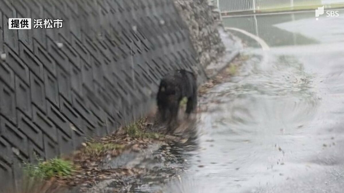 クマ目撃情報「道路を歩いているクマが…」浜松市浜名区で住民から市に連絡 猟友会…