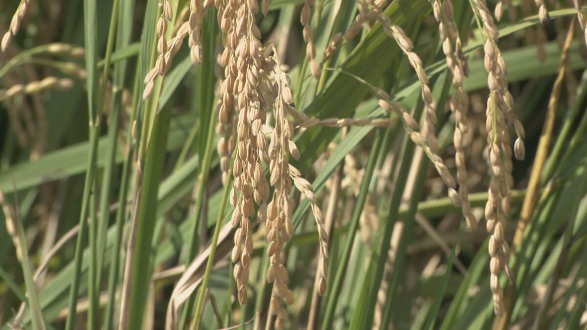 どうなるコメ価格 異常な暑さや台風の影響は？ ｢未熟米や高温障害で中身が入っていないものも｣ コシヒカリは5キロ5000円ほどの見込み