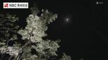 国の天然記念物「ヒトツバタゴ」夜間ライトアップも実施　“国内最大の自生地”で見ごろ迎える【長崎・対馬市】|TBS NEWS DIG