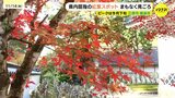 広島県内屈指の紅葉スポットがまもなく見ごろ 三原市の佛通寺 来月初旬まで|TBS NEWS DIG