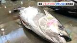 塩釜市が誇る「日本一おいしい」マグロ!「ひがしもの」の販売が3日から始まる 宮城・塩釜市|TBS NEWS DIG