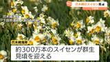 「憂さがパーッと晴れるような気がします」300万本のスイセンが見頃迎える＝静岡・下田市爪木崎海岸|TBS NEWS DIG