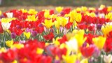 「おがたチューリップフェスタ」始まる 158種類20万本、まもなく満開 大分 | 大分のニュース|OBS NEWS|大分放送