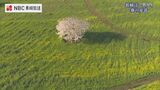 菜の花や山桜 春の長崎の景色を空から【長崎ばーどアイ】 | 長崎のニュース | 天気 | NBC長崎放送
