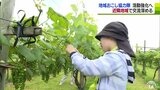 弥生画やスチューベン 鶴田町の魅力を体感!地域おこし協力隊の交流会 |TBS NEWS DIG