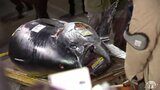 12年連続で一番マグロ 大間のまぐろ 初競り過去10年の最高値は? | 青森のニュース│ATV NEWS│青森テレビ