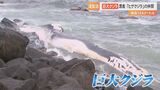 体長13.5メートルの巨大生物の死骸が漂着…「ヒゲクジラ」の仲間か　なぜ冬から春にかけて漂着が集中？　|　BSSニュース | BSS山陰放送