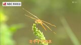 虹の下で輝く羽 “日本一美しいトンボ” ミヤマアカネ【長崎】 | 長崎のニュース | 天気 | NBC長崎放送