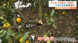 愛媛県八幡浜市 寒波で特産のかんきつに被害ひろがる | 愛媛のニュース - Nスタえひめ|あいテレビは6チャンネル