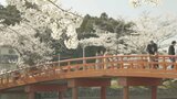 【映像】涼ヶ岡八幡神社の桜 福島・相馬市【四季カメラ】|TBS NEWS DIG