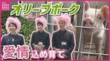 農業高校と企業のコラボメニュー「オリーブポークシチュー」お披露目　“オリーブの島”の廃棄資源をエサに活用　豚肉の最高ランク「極上」の獲得も|TBS NEWS DIG