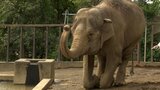 ゾウのシャンティ“天国”へ 53歳 日本平動物園で50年以上暮らした人気者(静岡県) | 静岡のニュース | SBSNEWS | 静岡放送