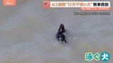 サンフランシスコ湾を泳ぐ黒い点…正体は約2週間行方不明の犬！消防隊が救助|TBS NEWS DIG